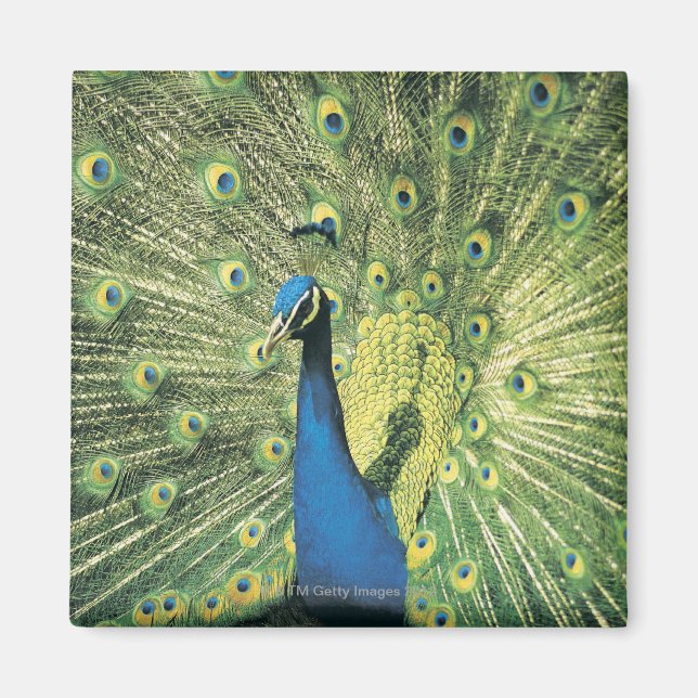 Íman Exibição de Peacock (Frente)