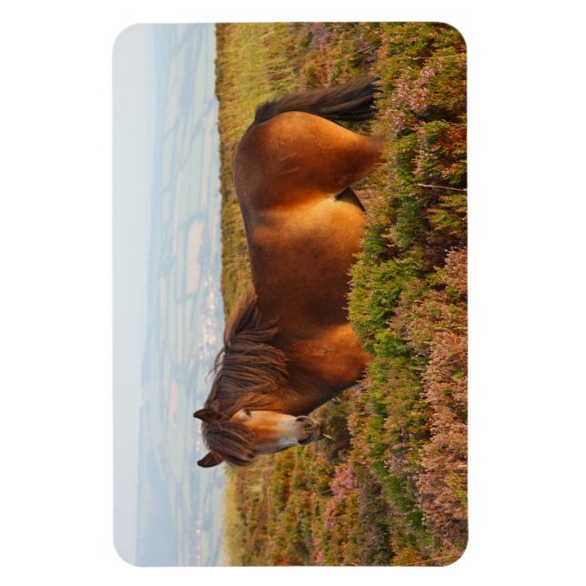 Íman Exmoor pôy, cavalo, Somerset, Inglaterra (Vertical)