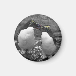 Íman Explosão de Cor de Pinguim