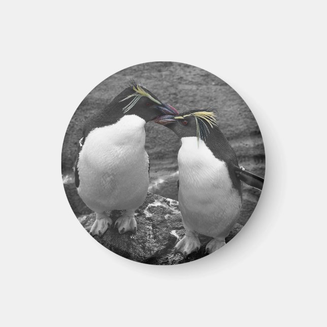 Íman Explosão de Cor de Pinguim (Frente)