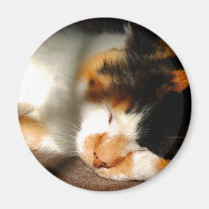 Íman Exposição ao sol do gato de chita