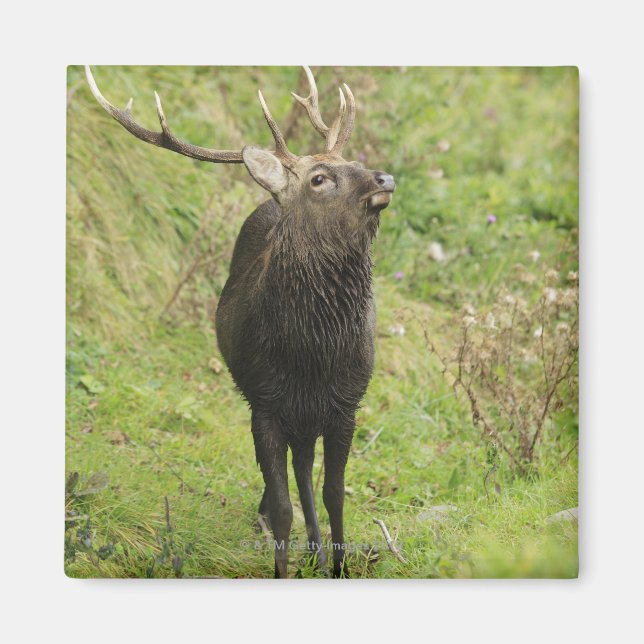 Íman Ezo Deer (Frente)