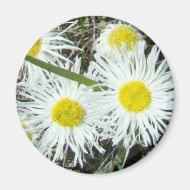 Íman F10 Flores Silvestres Brancas Erigeron Cespitoso