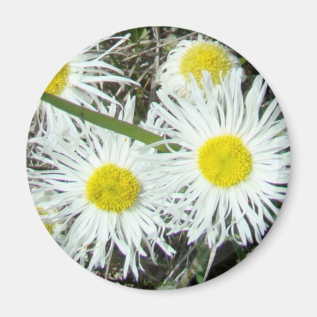 Íman F10 Flores Silvestres Brancas Erigeron Cespitoso (Frente)