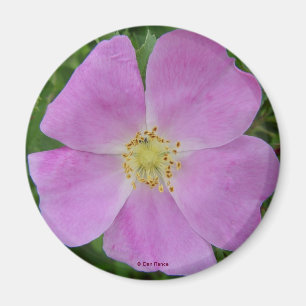 Íman F11 Rosa Selvagem "Rosa arkansana"