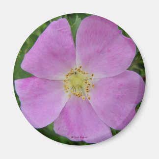 Íman F11 Rosa Selvagem "Rosa arkansana"