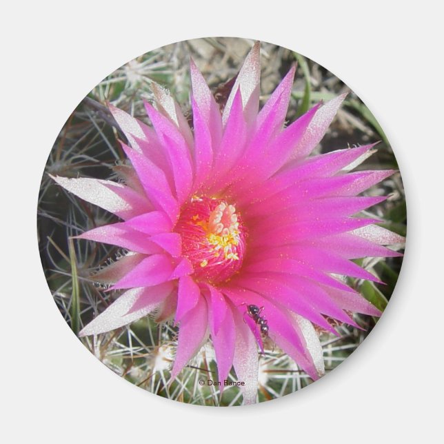 Íman F12 Flor de Cactus "Escobaria vivipara" (Frente)