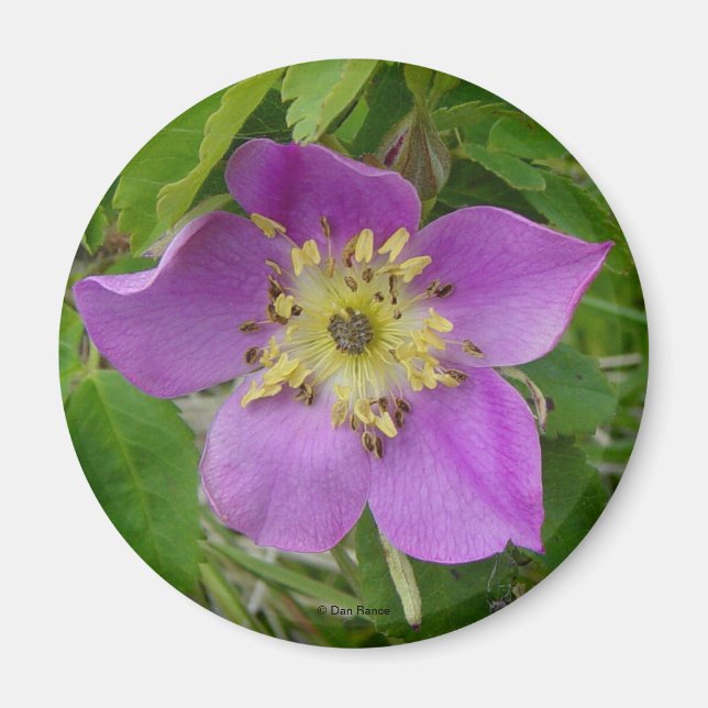 Íman F13 Rosa Selvagem Alberta Rosa Selvagem Rosa Espin (Frente)