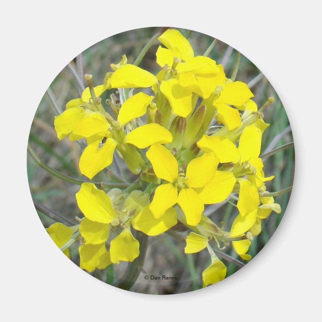 Íman F14 Flores Silvestres Amarelas (Frente)