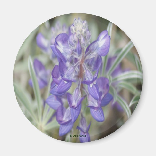 Íman F18 Flores Silvestres Roxas Anuais Lupino (Frente)