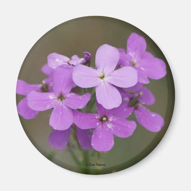 Íman F19 Flores Roxas Chamas Foguete (Frente)