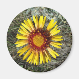 Íman F1 Flor Amarela Selvagem Gaillardia