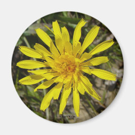 Íman F21 Flor Amarela Selvagem Crepis de Folhas Estreit