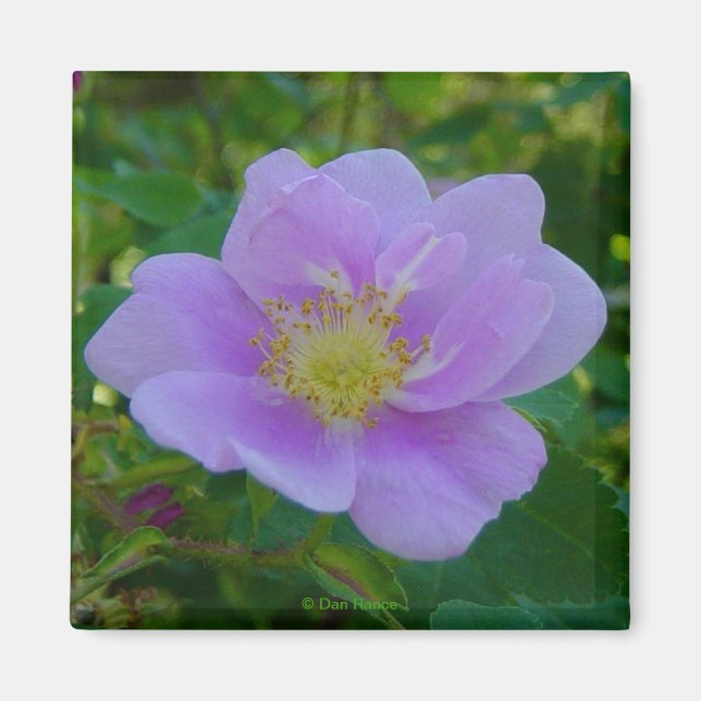 Íman F37 Rosa Silvestre (Frente)