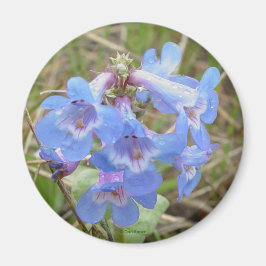 Íman F3 Flores Silvestres Azuis Penstemon Azul Slender