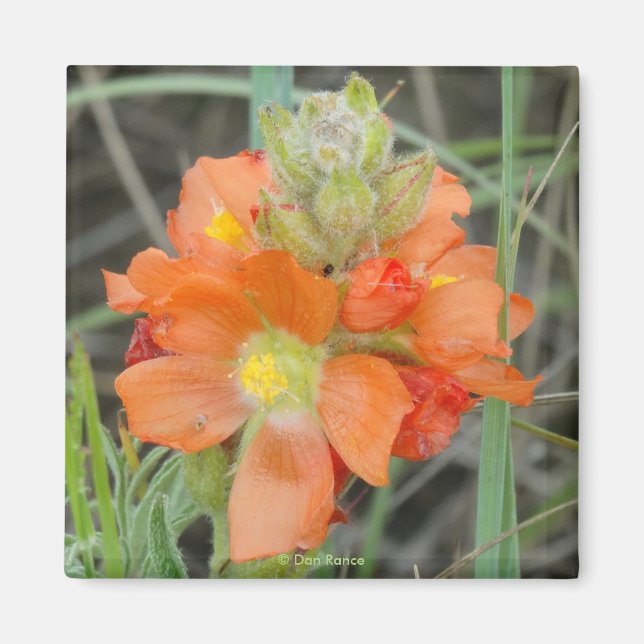 Íman F40 Flores Silvestres Laranjas Malva Escarlate (Frente)