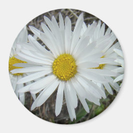 Íman F42 Flores Silvestres Brancas Aster Suave