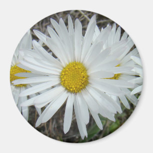 Íman F42 Flores Silvestres Brancas Aster Suave