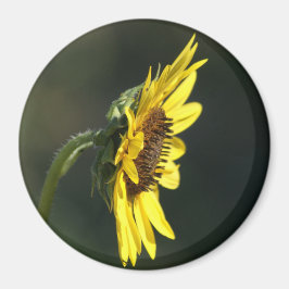 Íman F43 Flor Amarela Susana de Olho Preto