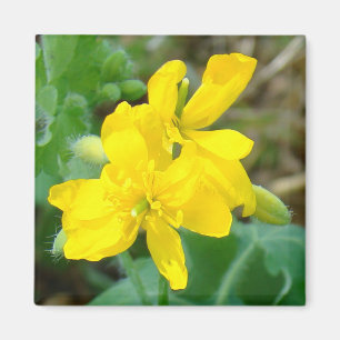 Íman F44 Flores Silvestres Amarelas Mostarda Selvagem