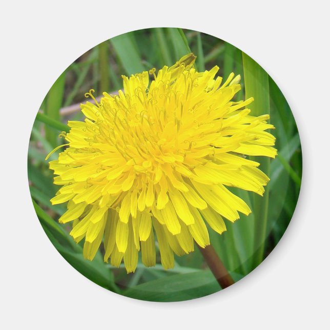 Íman F45 Dandelion "Taraxacum officinale" (Frente)