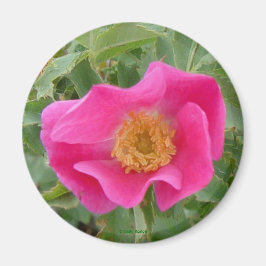 Íman F4 Rosa selvagem