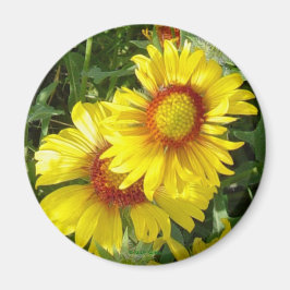 Íman F6 Flores Silvestres Amarelas Gaillardia