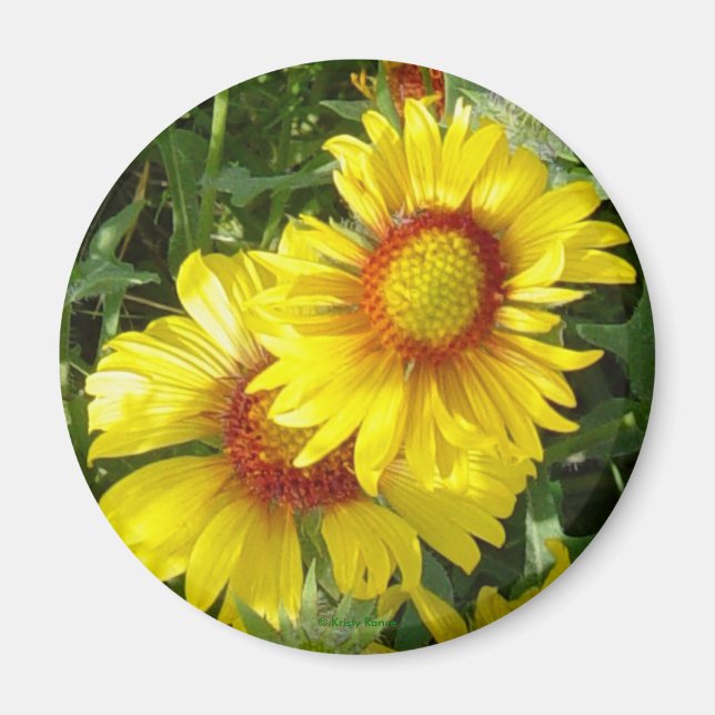 Íman F6 Flores Silvestres Amarelas Gaillardia (Frente)
