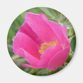 Íman F7 Rosa selvagem