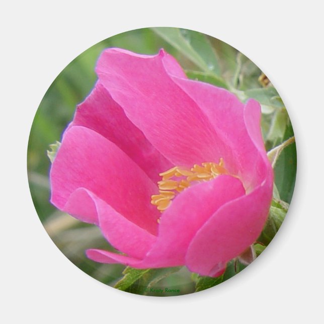 Íman F7 Rosa Silvestre (Frente)