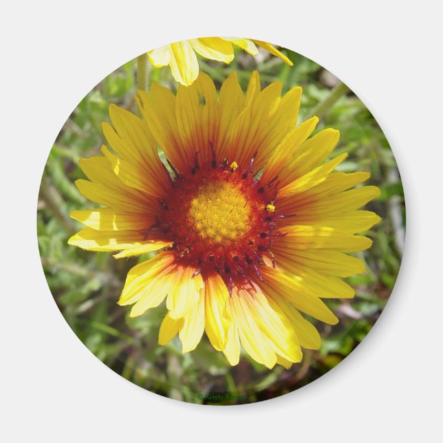 Íman F8 Amarela Flor Silvestre Gaillardia (Frente)