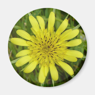 Íman F9 Flor Amarela Barba-de-Bode Tragopogon dubius