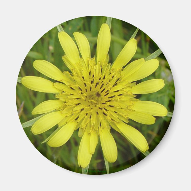 Íman F9 Flor Amarela Barba-de-Bode Tragopogon dubius (Frente)