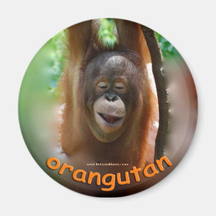 Íman Fã do oficial do orangotango