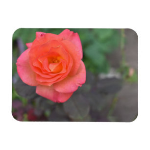 Íman Fábrica de Rosa de Fotografias de Coral Rosa