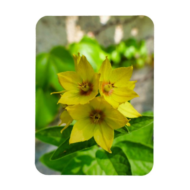 Íman Fábrica de Yucca (Vertical)