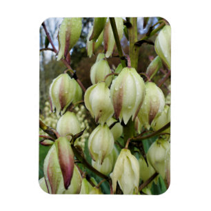 Íman Fábrica de Yucca