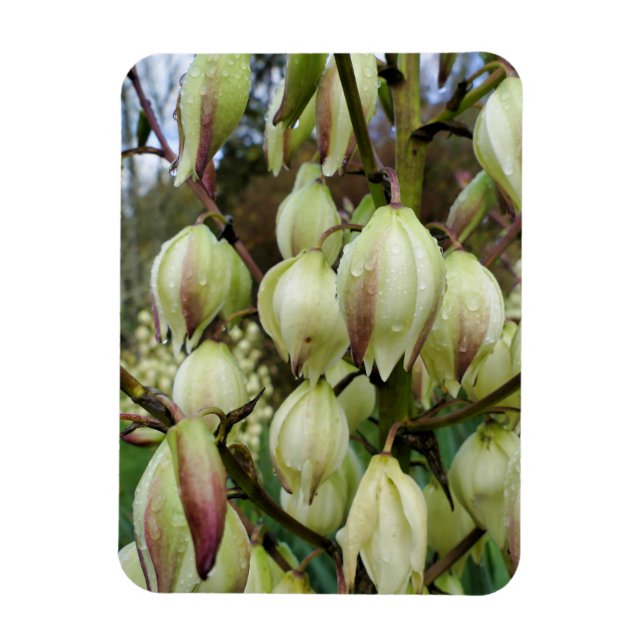 Íman Fábrica de Yucca (Vertical)