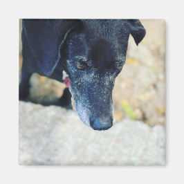 Íman Faça seus próprios ímanes de estimação