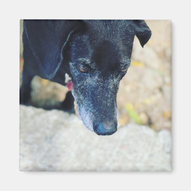 Íman Faça seus próprios ímanes de estimação (Frente)