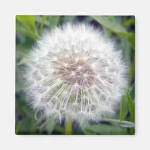 Íman Faça um ímã do desejo