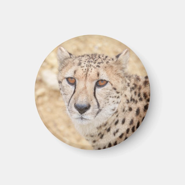 Íman Face da Natureza: Olhar Intenso de Cheetah (Frente)