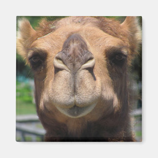 Íman Face de Camel