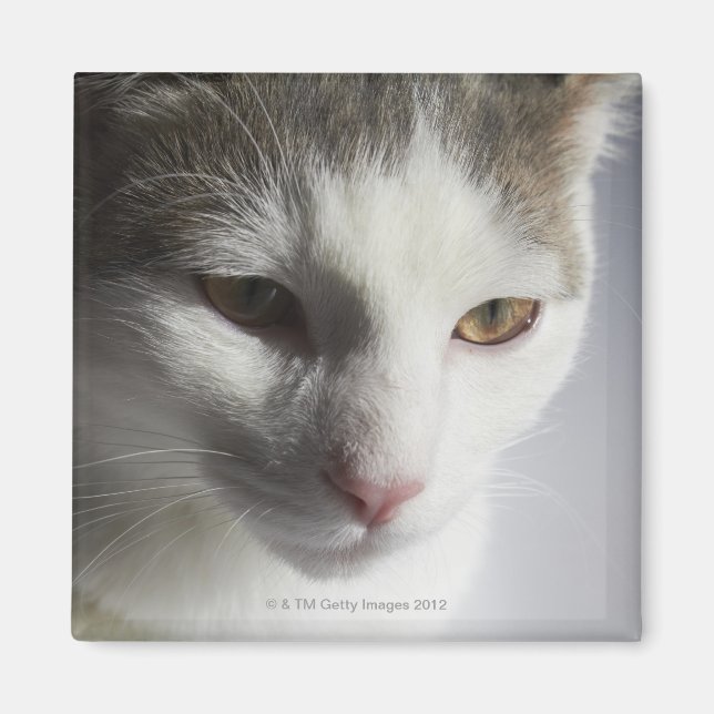 Íman Face de gato (Frente)