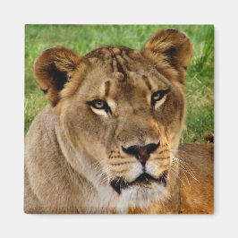 Íman Face de uma Rainha