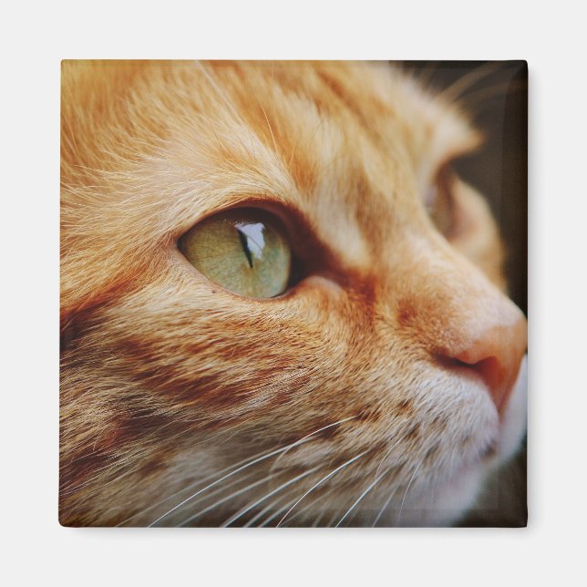 Íman Face determinada de um gengibre (Frente)