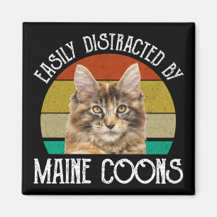Íman Facilmente Distraído Por Maine Coons