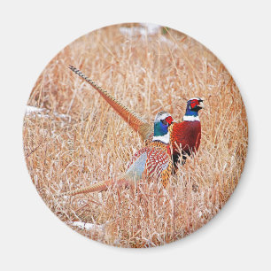 Íman Faisões do pescoço do anel