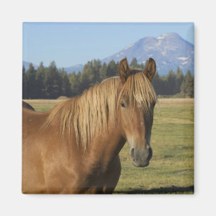 Íman Faixa da Cascata Cavalo castanho