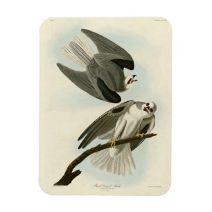 Íman Falcão de asa negra - Aves da América de Audubon